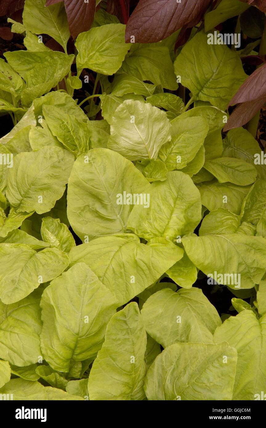 Spinach - Chinese - 'White Leaf'- - (Amaranthus gangeticus)   MIW250079  /Pho Stock Photo