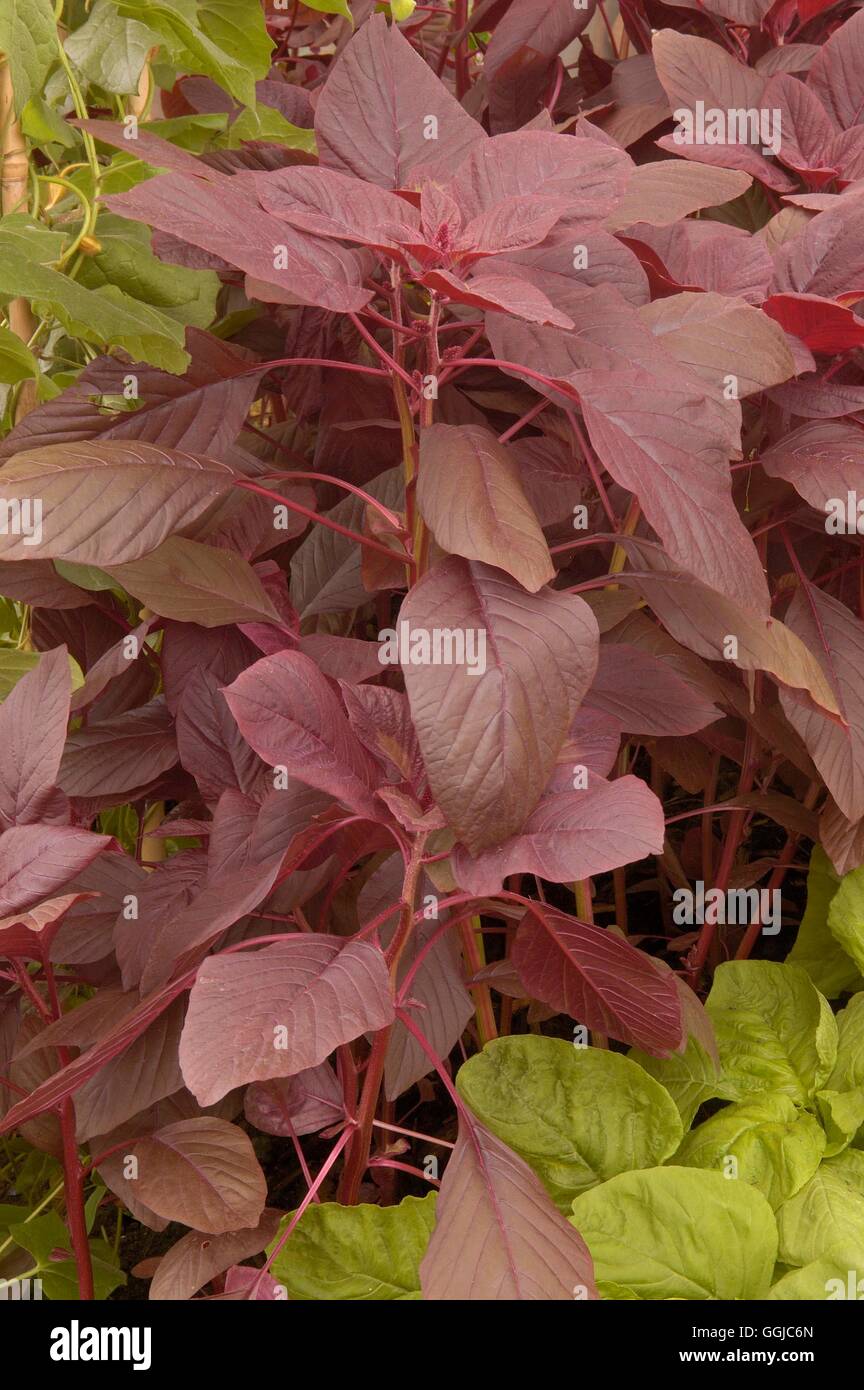 Spinach - Chinese- 'Garnet Red'- - (Amaranthus gangeticus)   MIW250080  /Phot Stock Photo