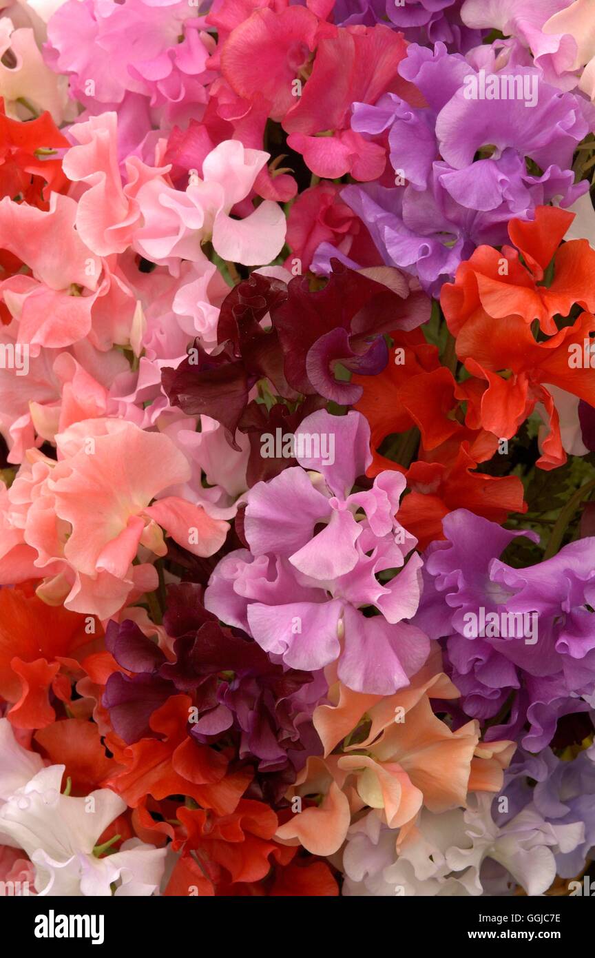 Sweet Peas 'Spencer Mixed' MIW250099 Stock Photo Alamy