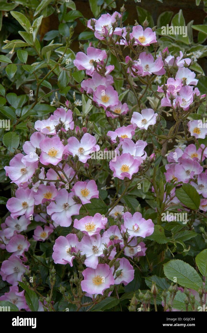 Rosa - 'Yesterday' AGM- - (Polyantha) (Florabunda)   MIW250113 Stock Photo