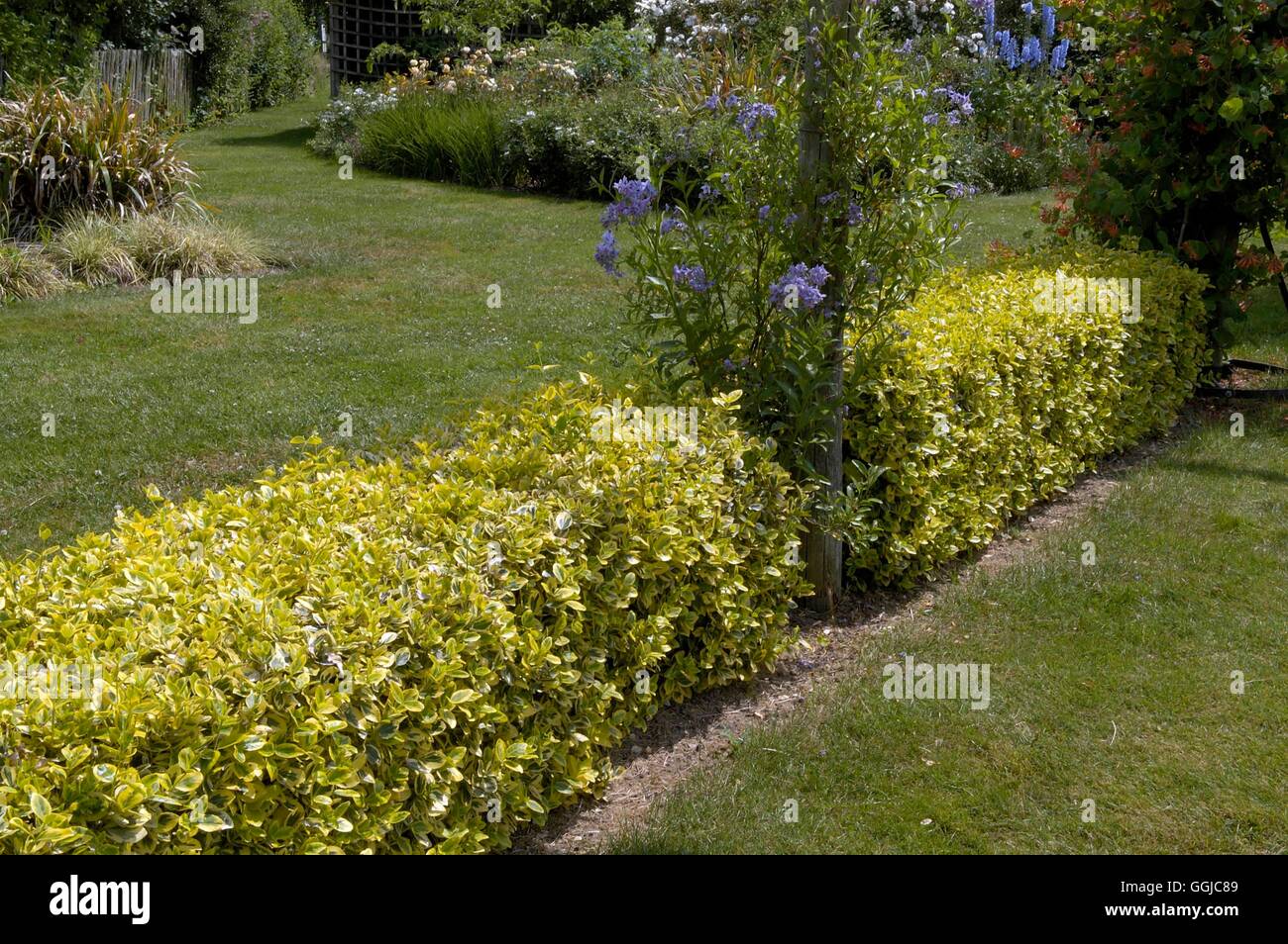 Hedge - of Euonymus fortunei 'Emerald 'n' Gold'   MIW250119 Stock Photo