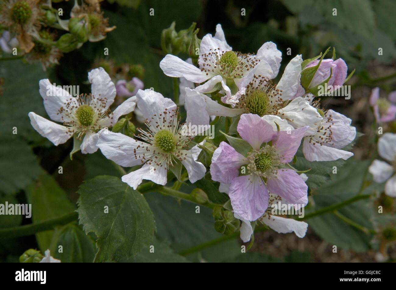 Blackberry - 'Loch Ness'   MIW250122 Stock Photo