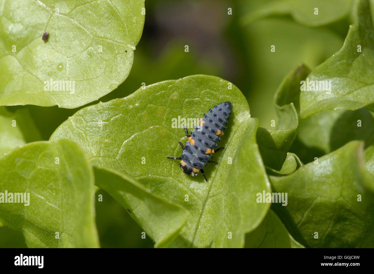 Ladybird - Larva- - (Coccinella septempunctata)   MIW250133 Stock Photo