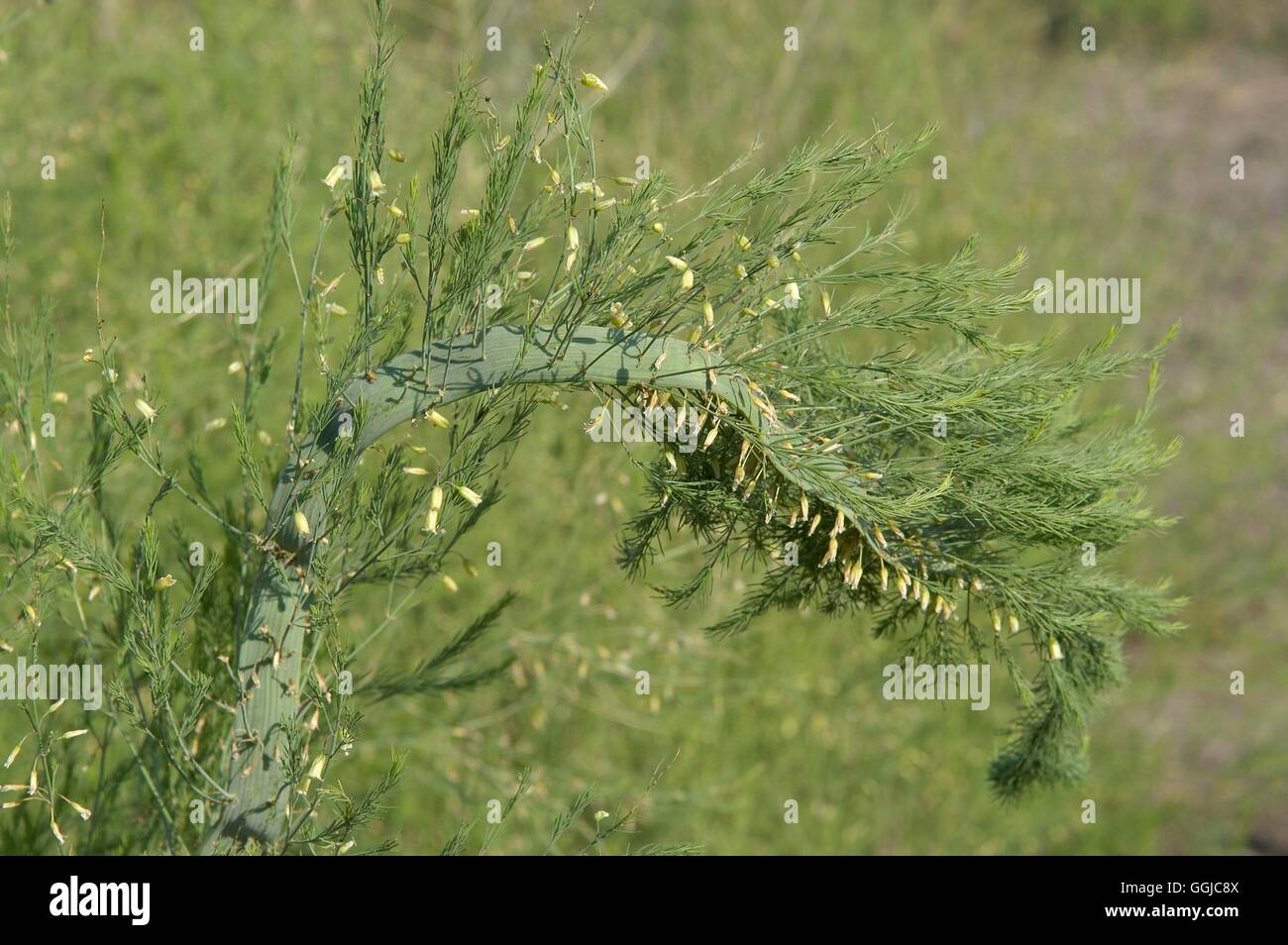 Fasciation on Asparagus   MIW250134 Stock Photo