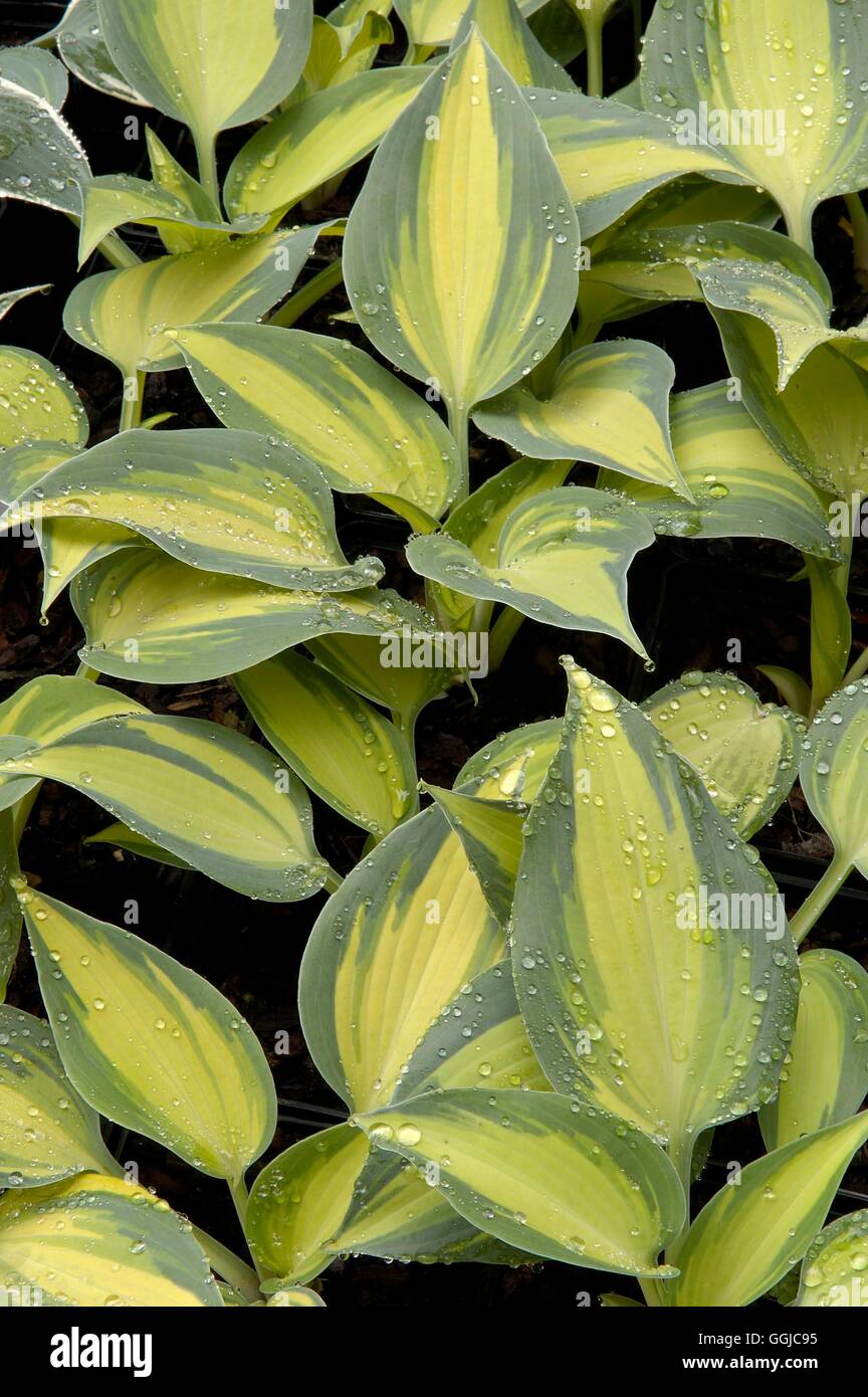 Hosta - 'Grand Marquee'   MIW250137 Stock Photo