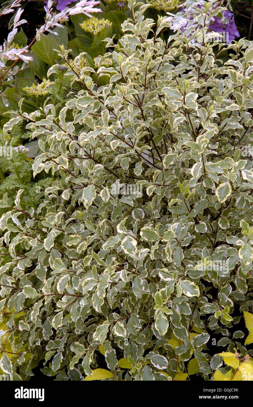 Pittosporum tenuifolium - 'Argyrophyllum'   MIW250147 Stock Photo