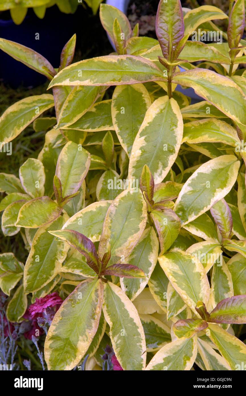 Phlox paniculata- 'Becky Towe'- showing the variegated foliage   MIW250149  / Stock Photo