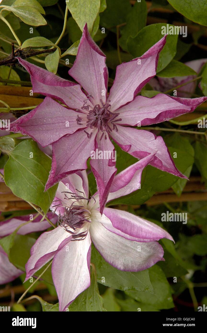 Clematis- &lsquo;Omoshiro&rsquo; MIW250156 Stock Photo - Alamy
