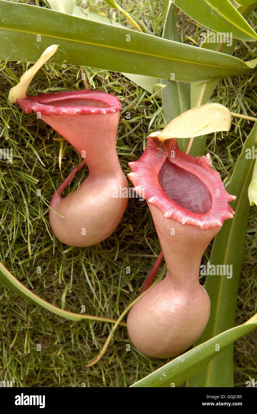 Nepenthes ventricosa   MIW250180 Stock Photo