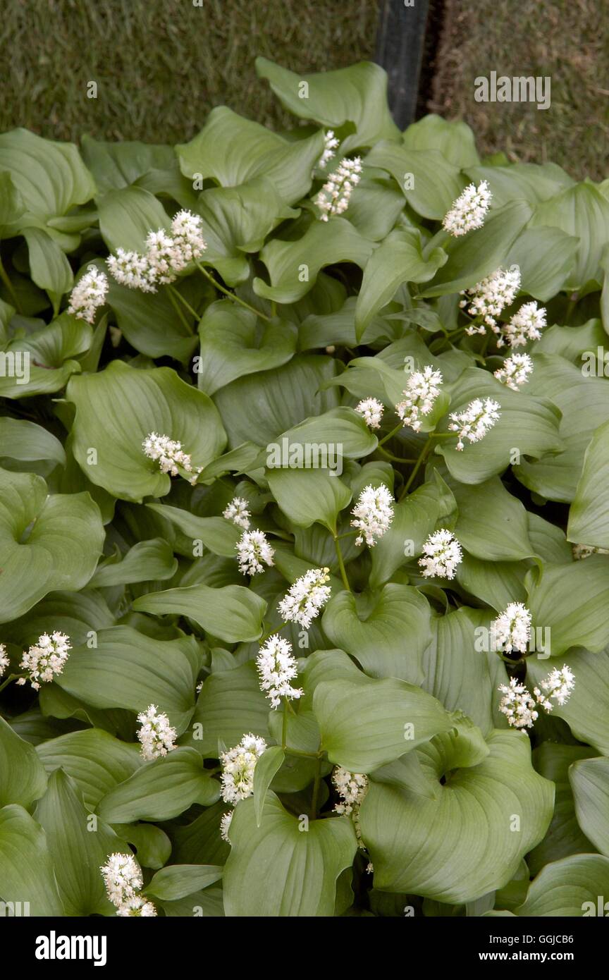 Maianthemum bifolium - subsp. kamtschaticum   MIW250181 Stock Photo