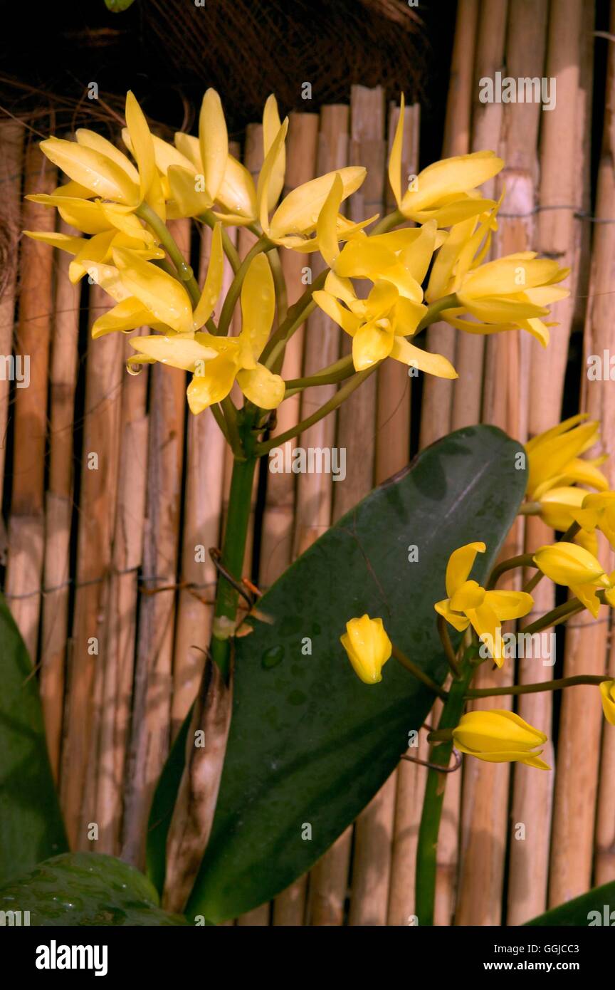 Cattleya aurantiaca- 'Yellow Pearl'   MIW250200 Stock Photo