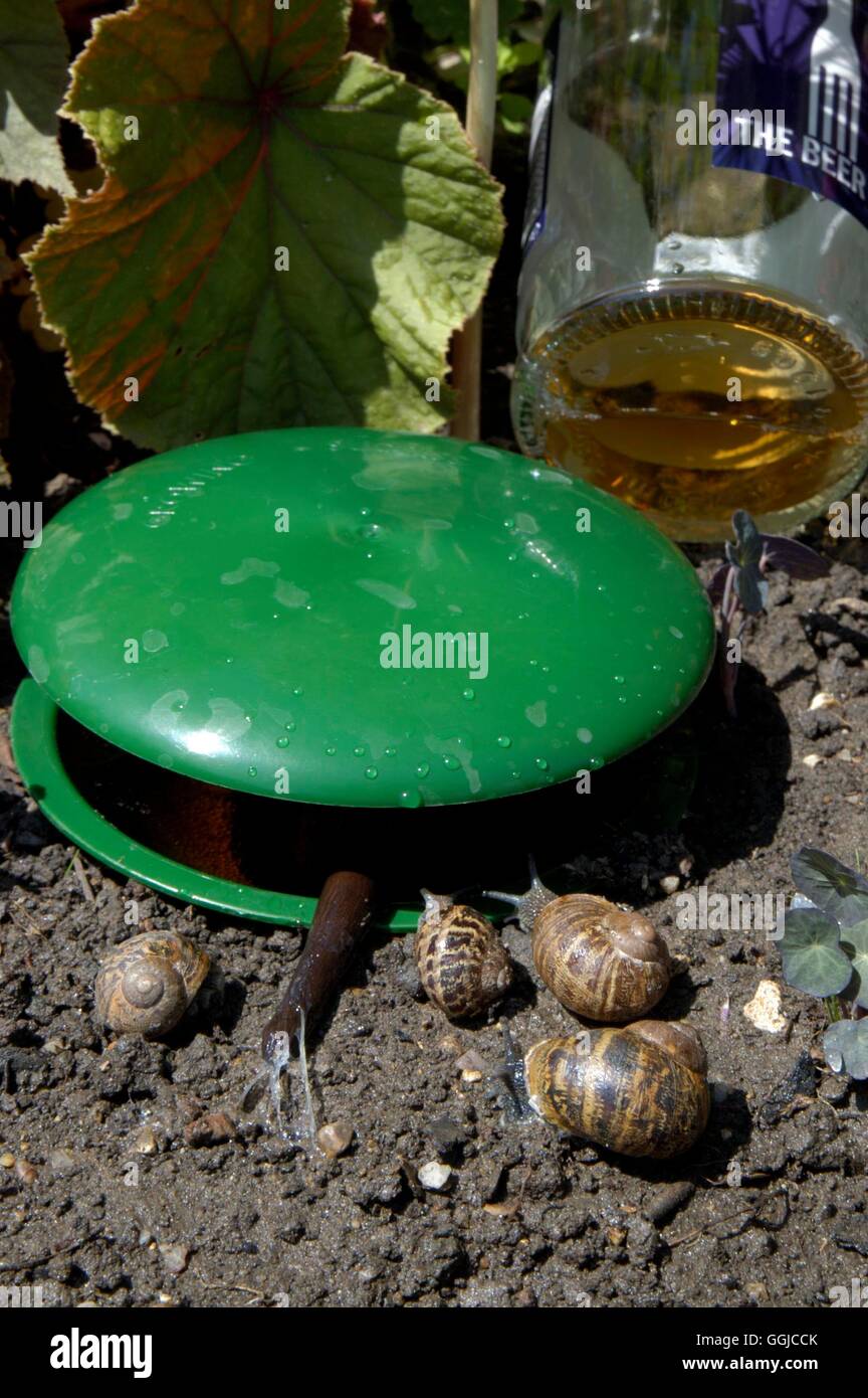 Protection Against Pests- - Beer trap for slugs and snails   MIW250216  /Phot Stock Photo
