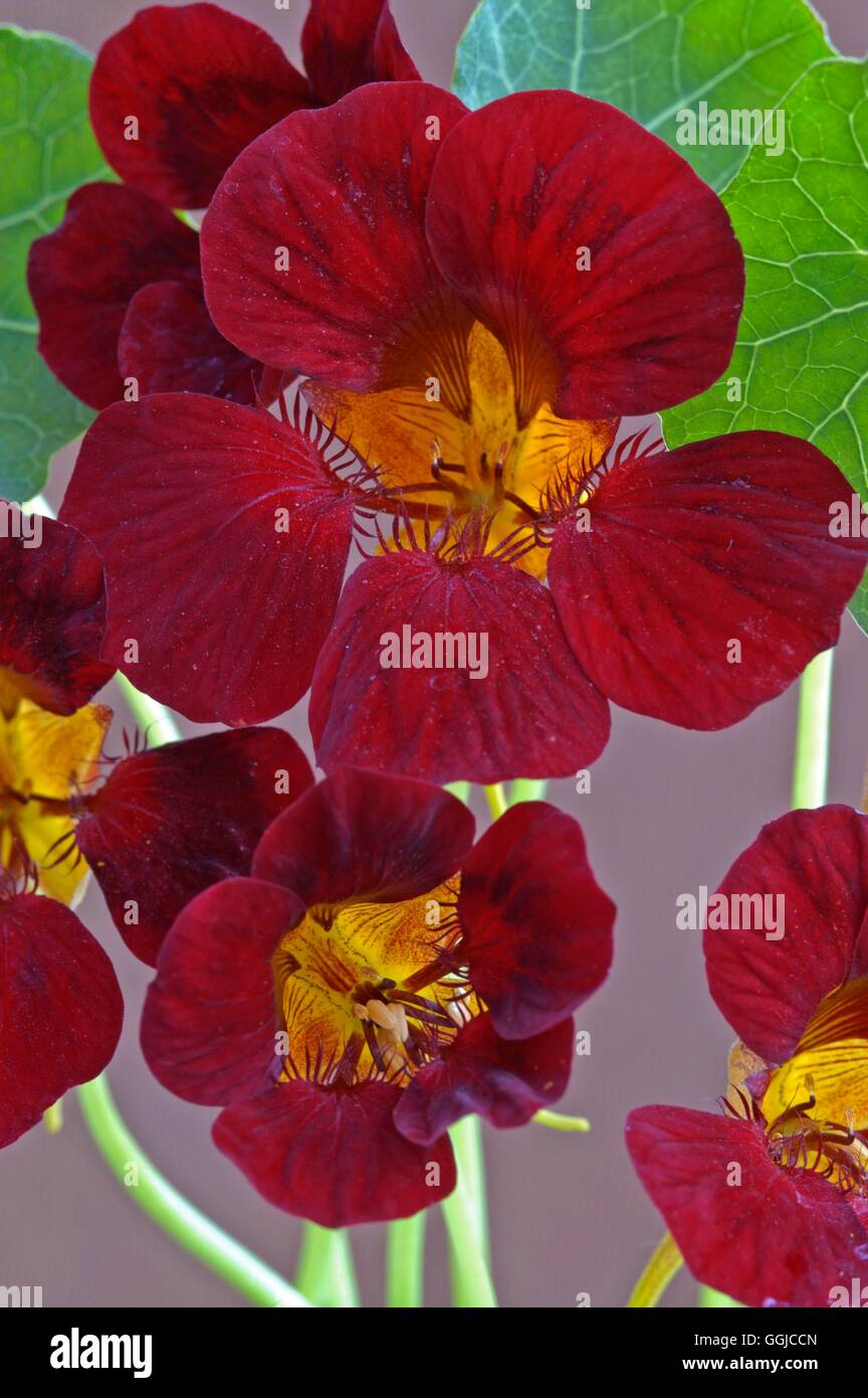 Nasturtium 'Black Velvet'- - (Tropaeolum majus)   MIW250218 Stock Photo