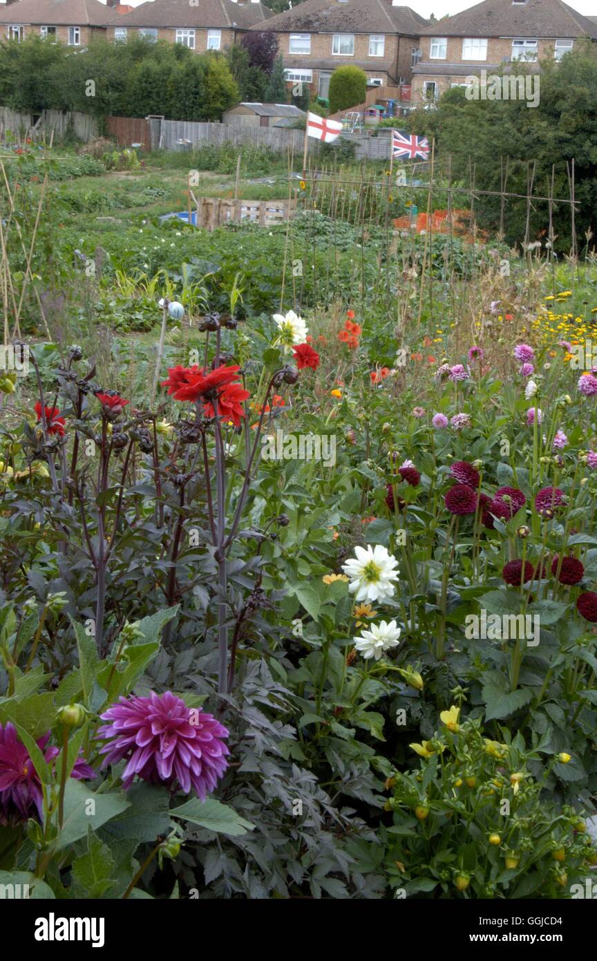 Allotment - with cutting garden in the foreground   MIW250229 Stock Photo