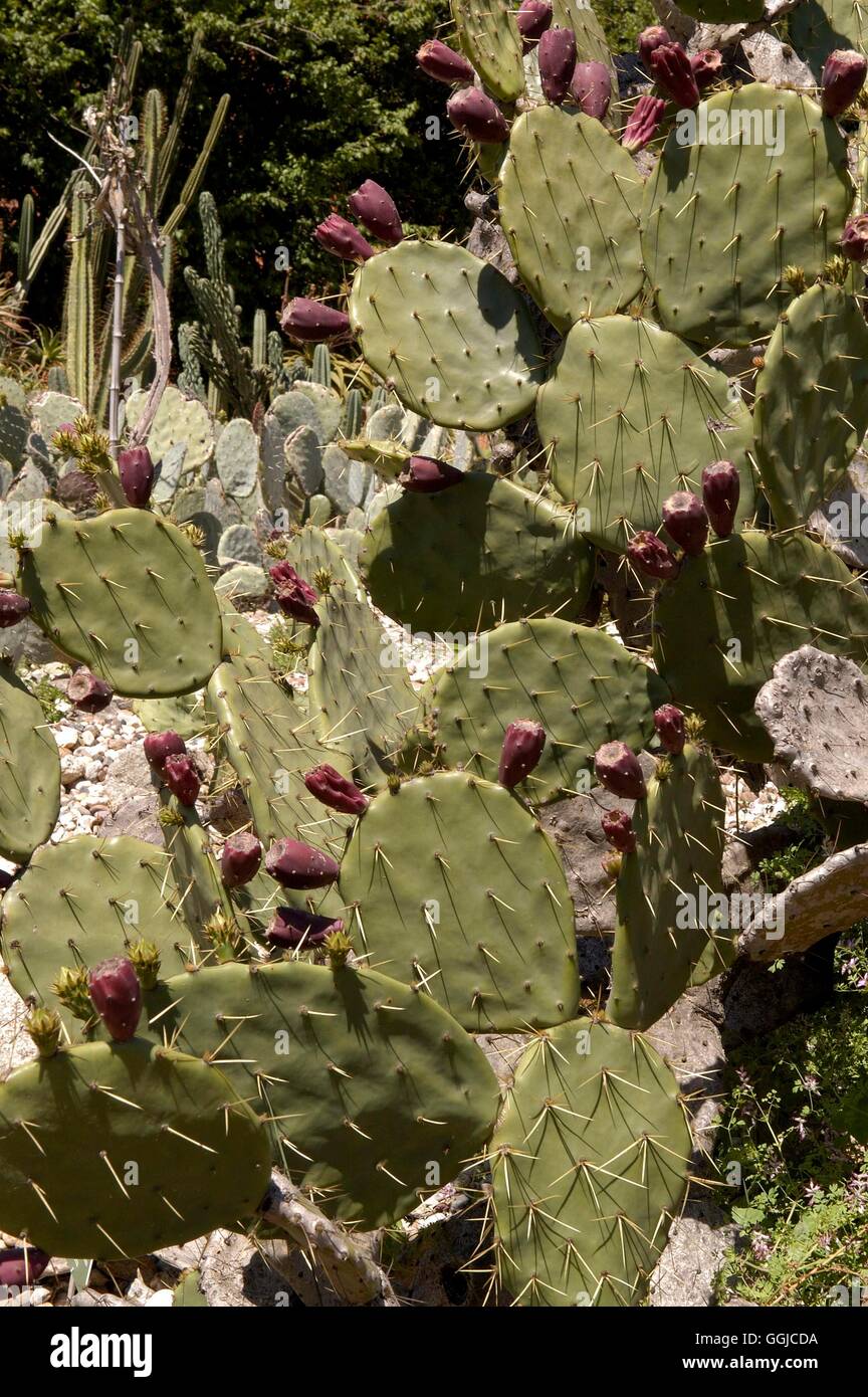 Opuntia stricta- - (Syn O.dillenii)   MIW250235 Stock Photo