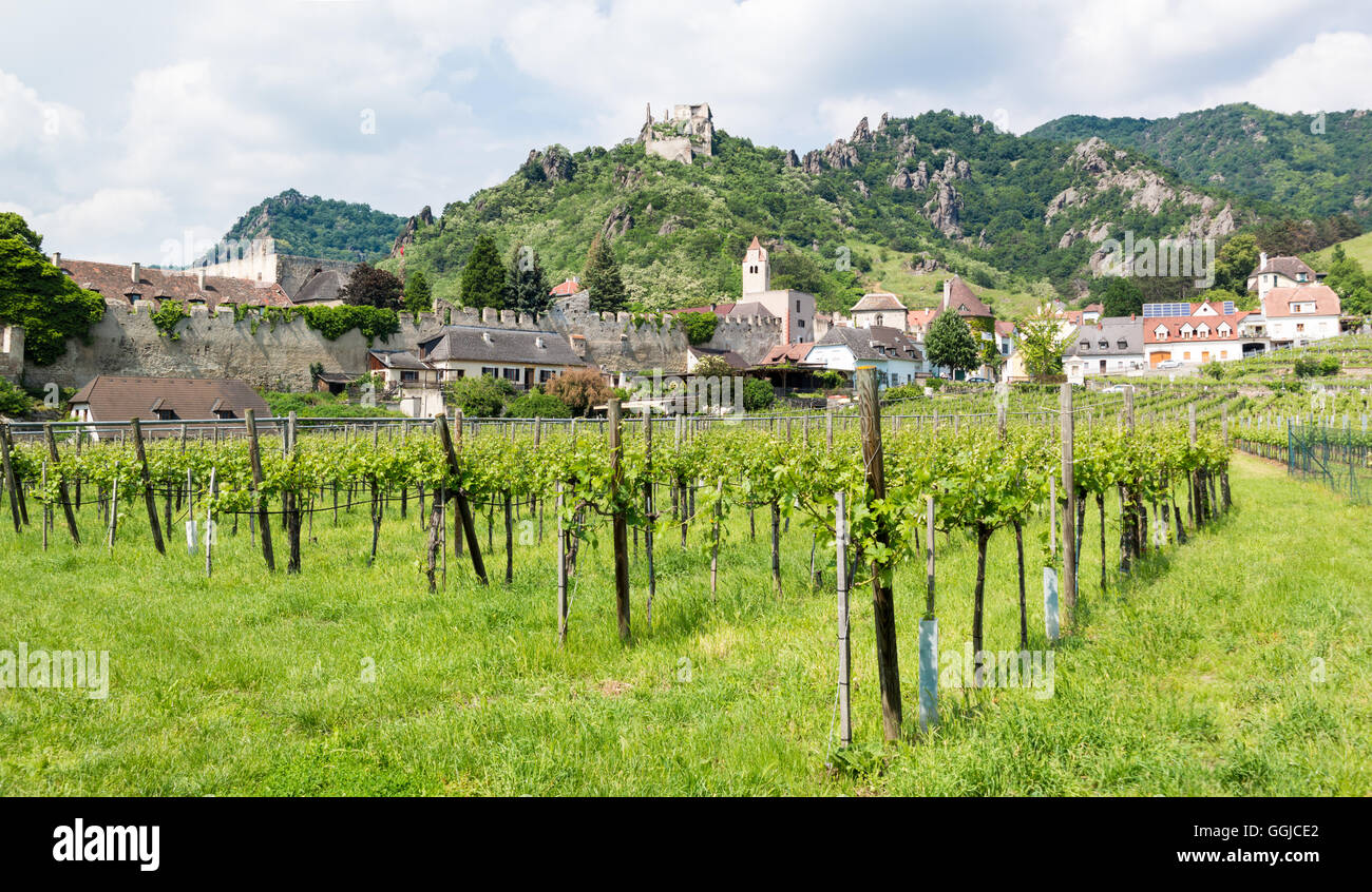 Vineyards, wall and old castle of Durnstein town in Wachau valley ...