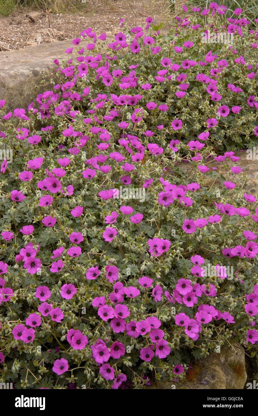 Geranium cinereum- subsp. subcaulescens   MIW250257 Stock Photo