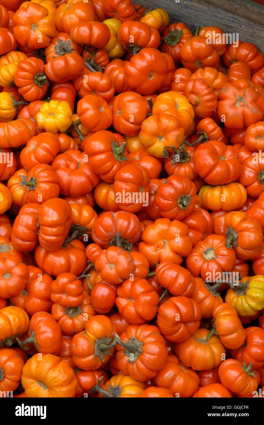 Scarlet eggplant (jiló) full screen, top view. Formerly Solanum gilo, now  considered a group of cultivars of Solanum aethiopicum, is the fruit of the  herbaceous plant Jiloeiro. Cultivated in Brazil. Stock Photo