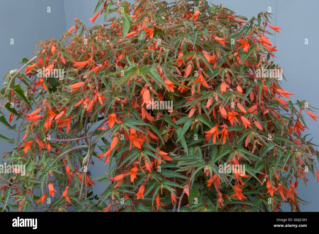 Begonia boliviensis - 'Bonfire'   MIW250306 Stock Photo