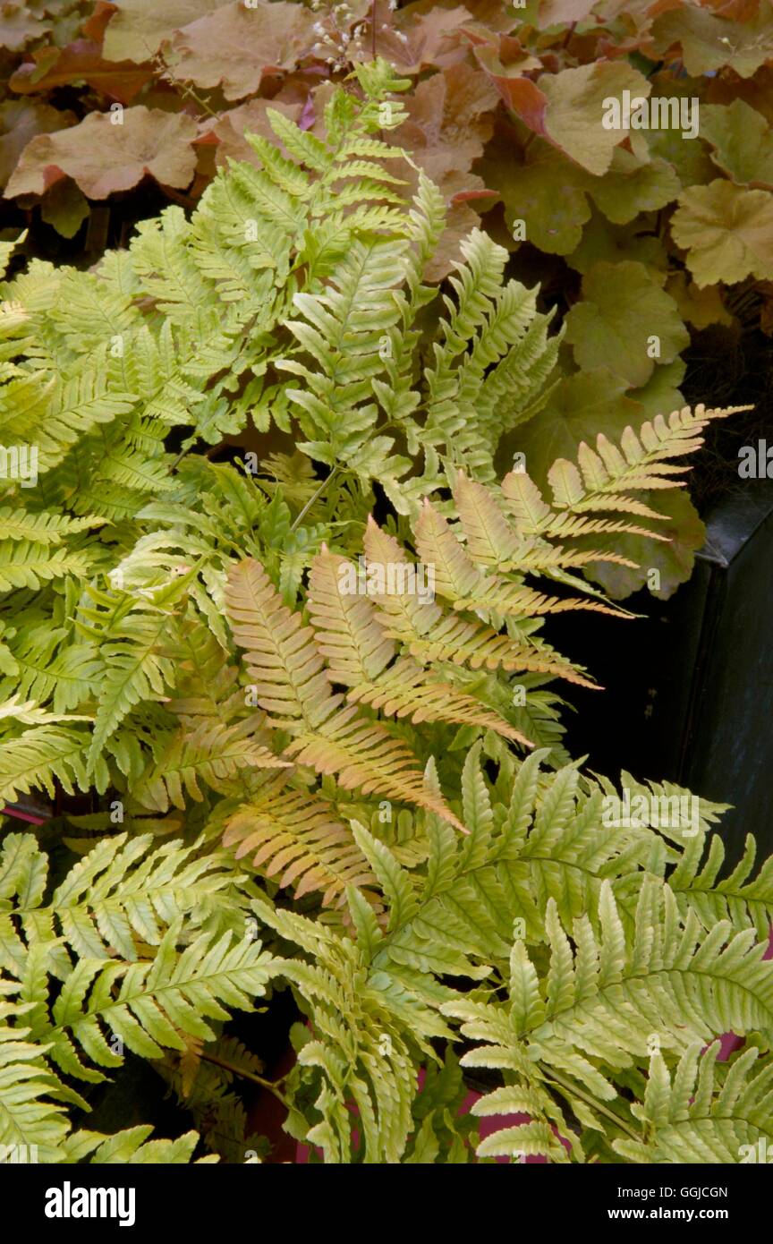 Dryopteris erythrosora - 'Brilliance'   MIW250311 Stock Photo