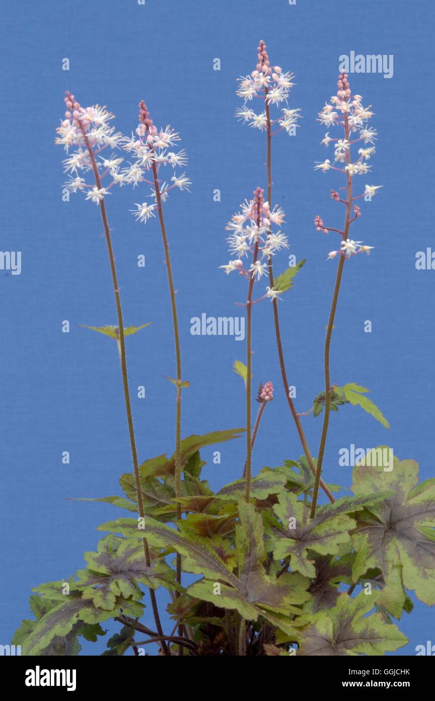 Tiarella sugar and spice hi-res stock photography and images - Alamy