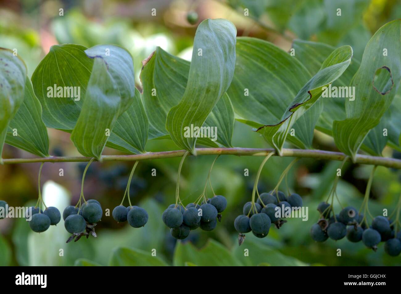 Polygonatum hirtum- showing fruits- - (Syn P. latifolium)   MIW250345  /Photo Stock Photo