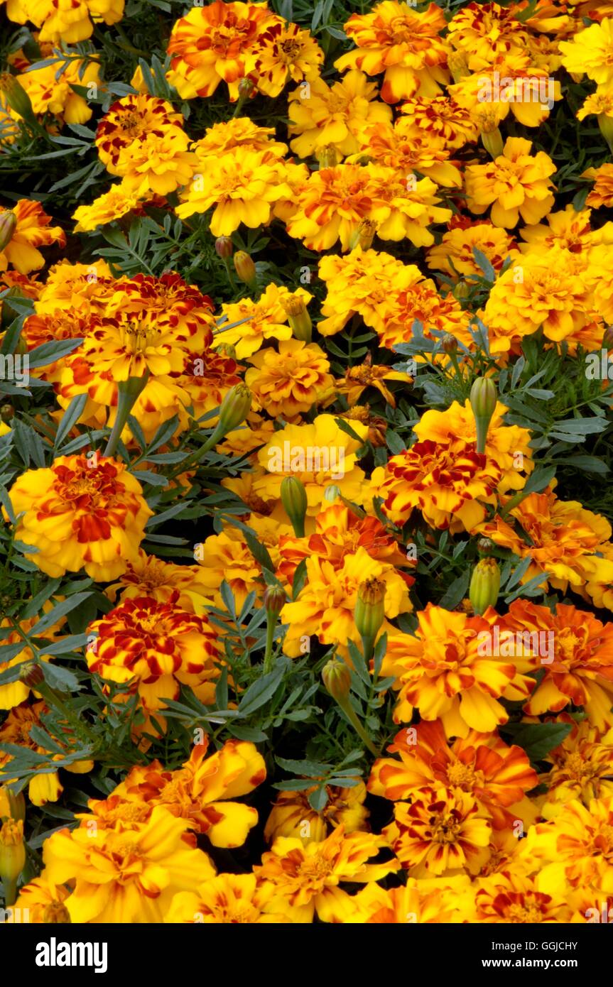 Marigold - French- - Tagetes patula 'Durango Bolero'   MIW250346 Stock Photo