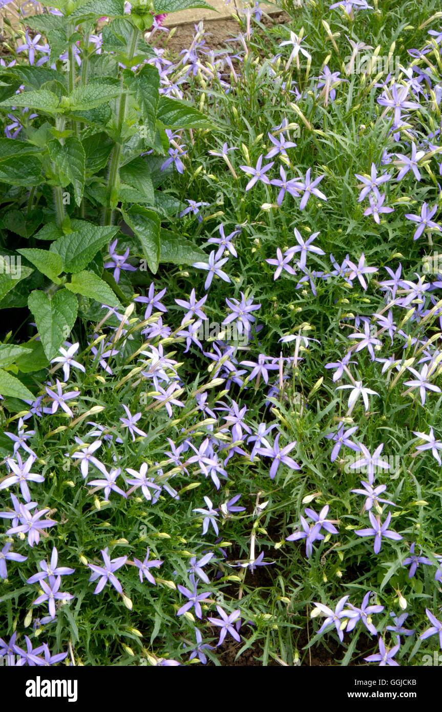 Laurentia 'Blue Stars'   MIW250378 Stock Photo