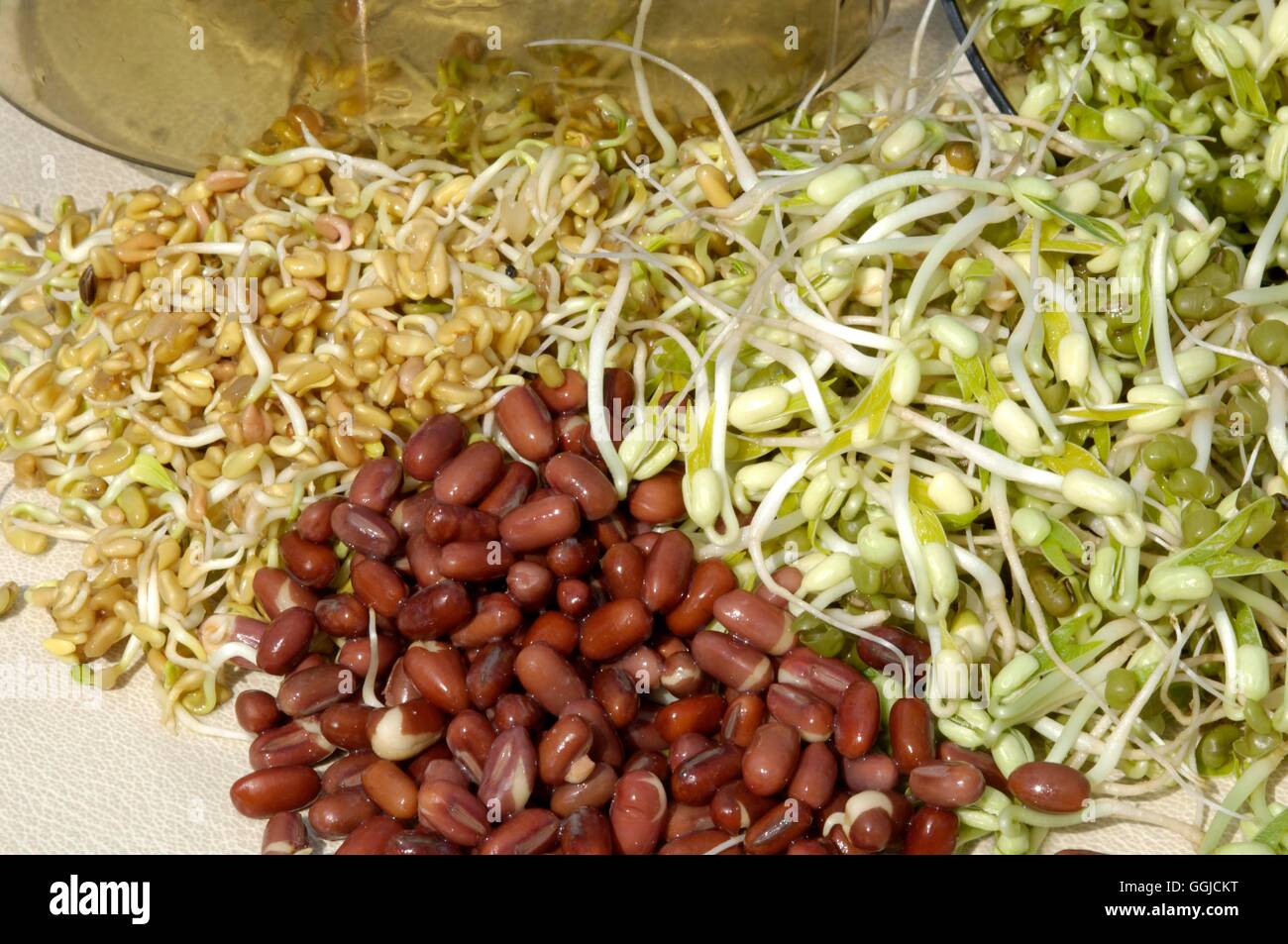Adzuki bean sprouts hires stock photography and images Alamy