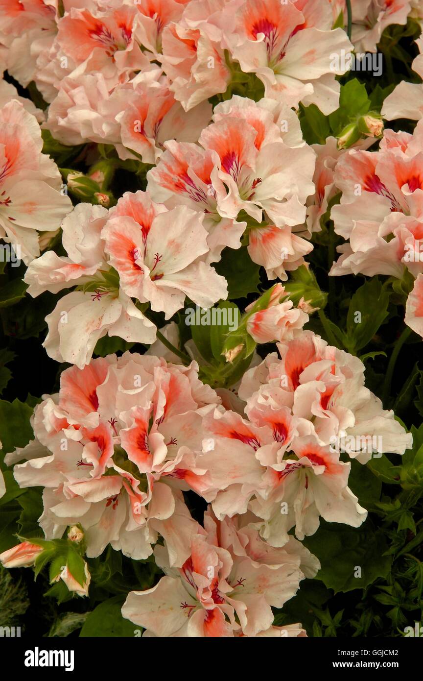 Pelargonium - Regal- 'Lyewood Bonanza'   MIW250393 Stock Photo