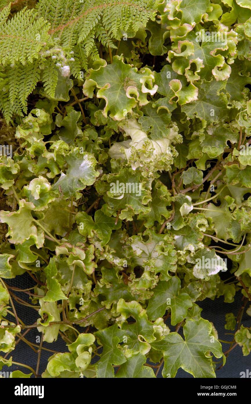 Hedera helix 'Clotted Cream'   MIW250399 Stock Photo