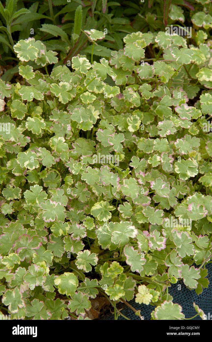 Hydrocotyle sibthorpioides 'Variegata' MIW250414 Stock Photo Alamy