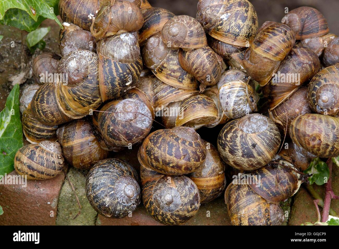Snails- - (Helix aspera)   MIW250440 Stock Photo
