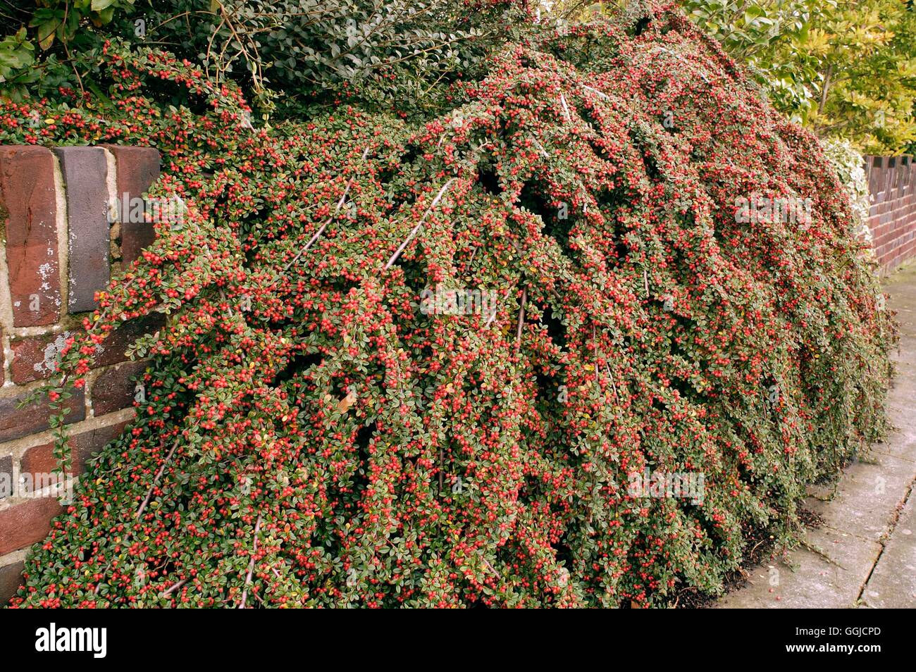 Cotoneaster microphyllus   MIW250443 Stock Photo