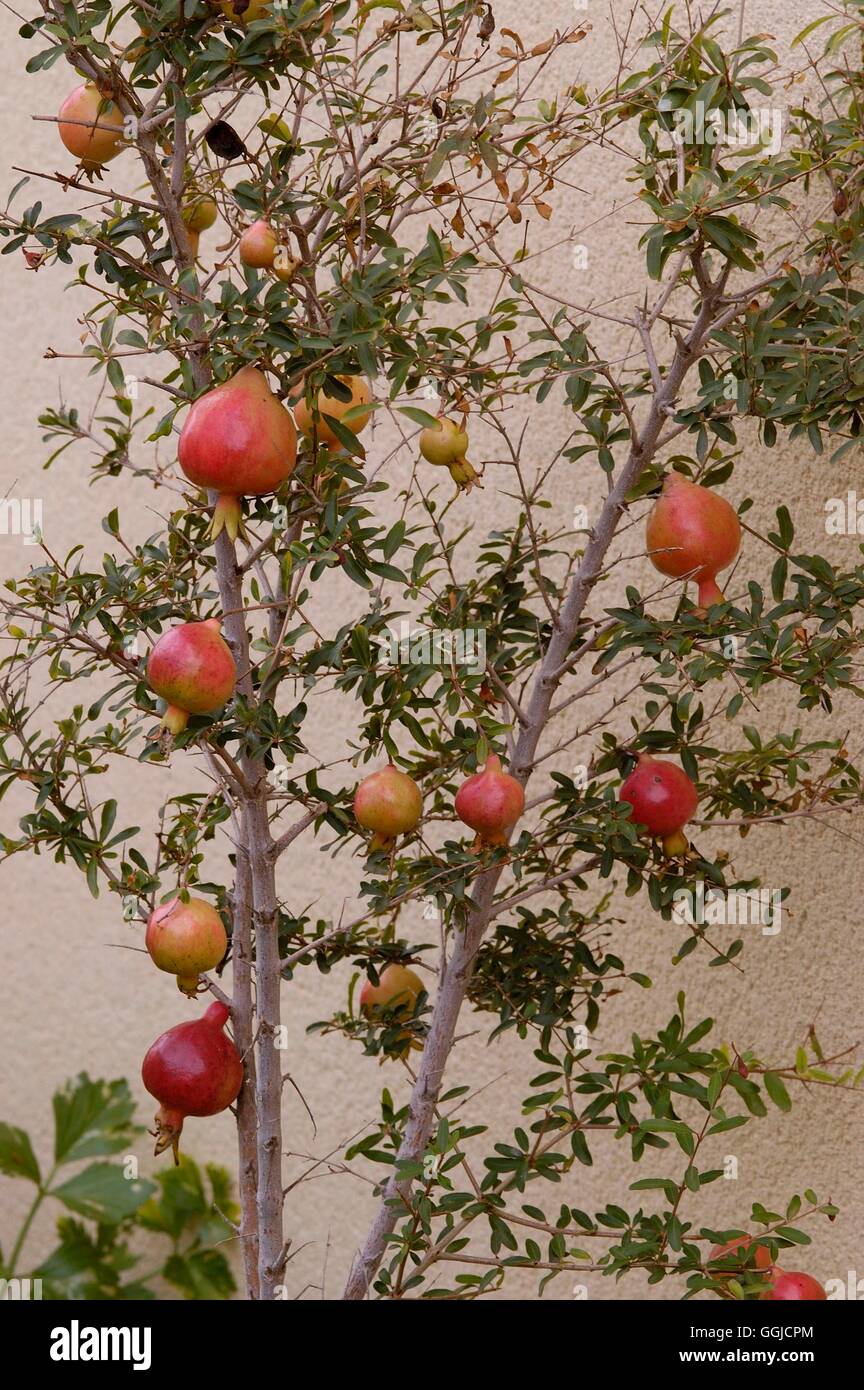 Pomegranite- - (Punica granatum)   MIW250450 Stock Photo