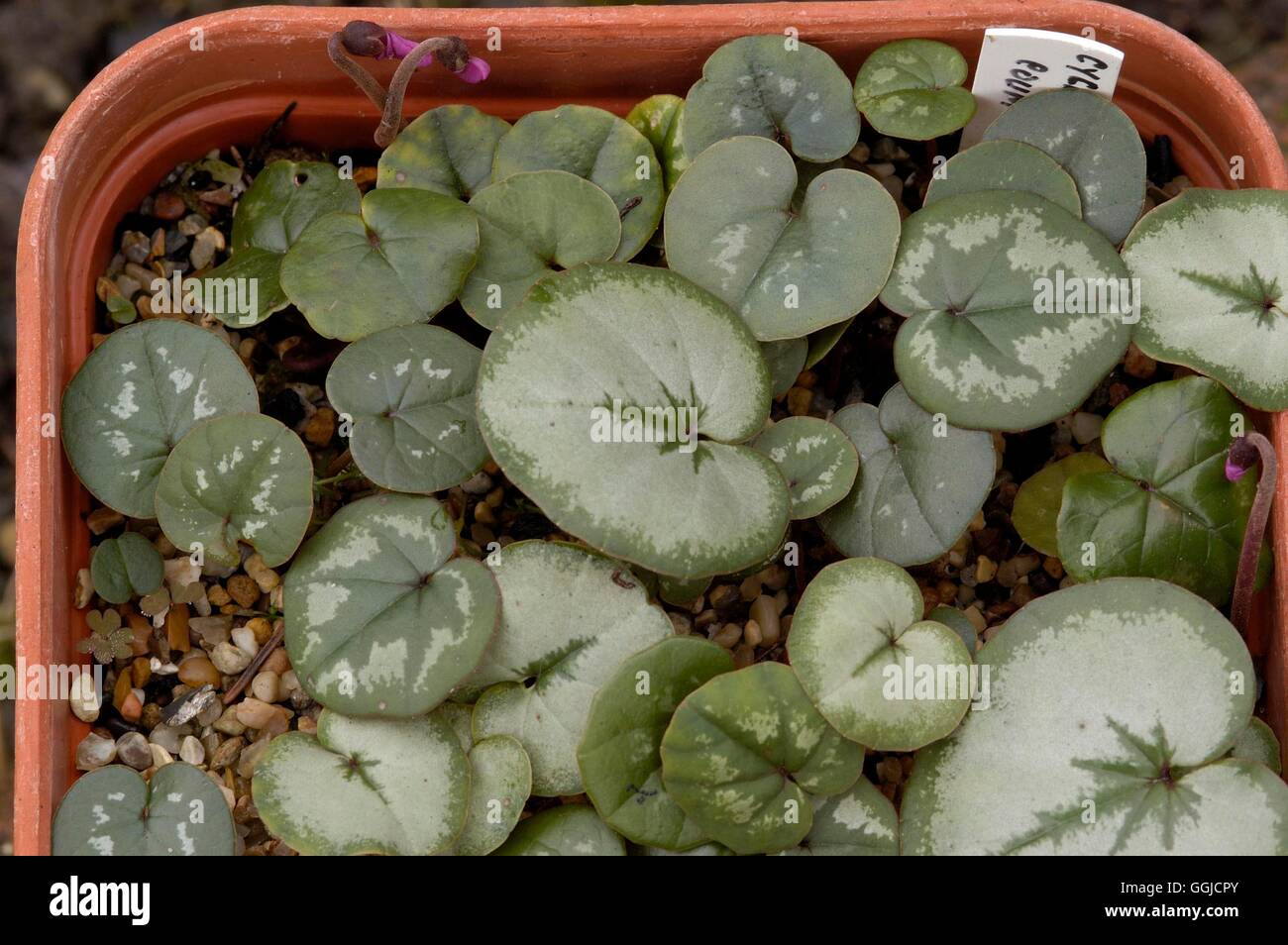 Cyclamen coum propagation hardy seedlings 250455 250455 hi-res stock  photography and images - Alamy