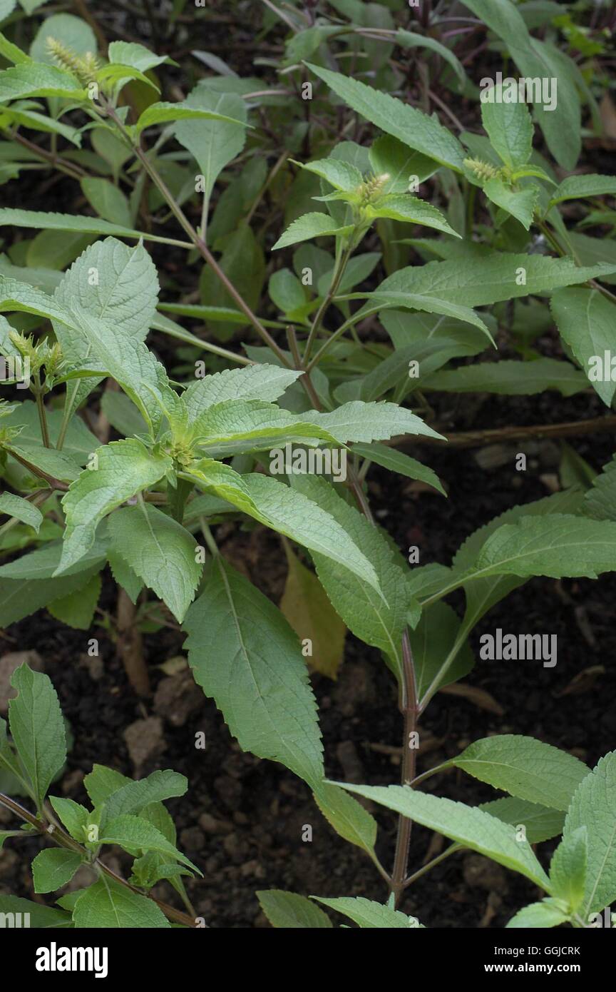 Basil - Tree- also known as Clove Basil   MIW250470 Stock Photo