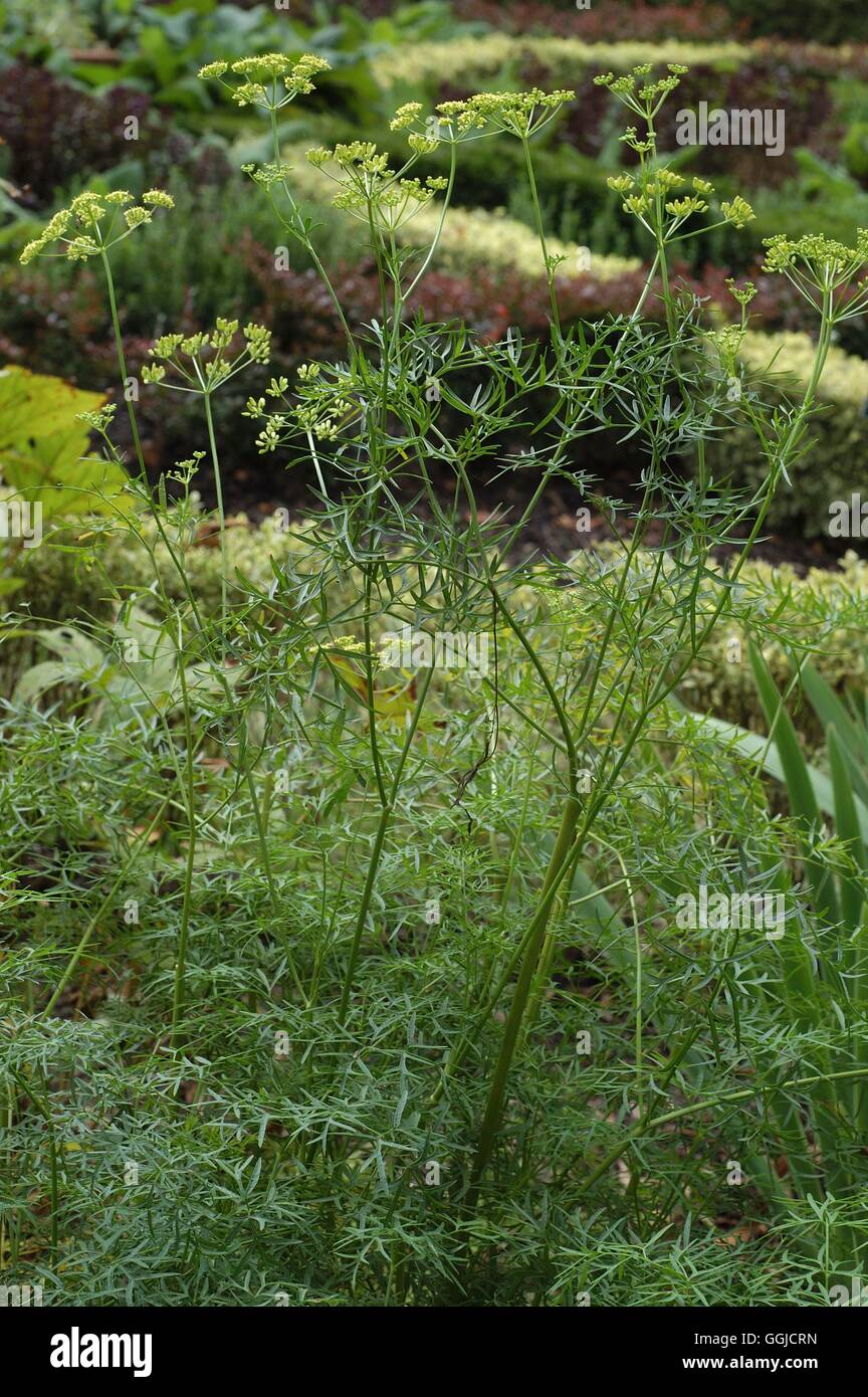 Ferula assa-foetida- - Devil's Dung MIW250472 Stock Photo - Alamy