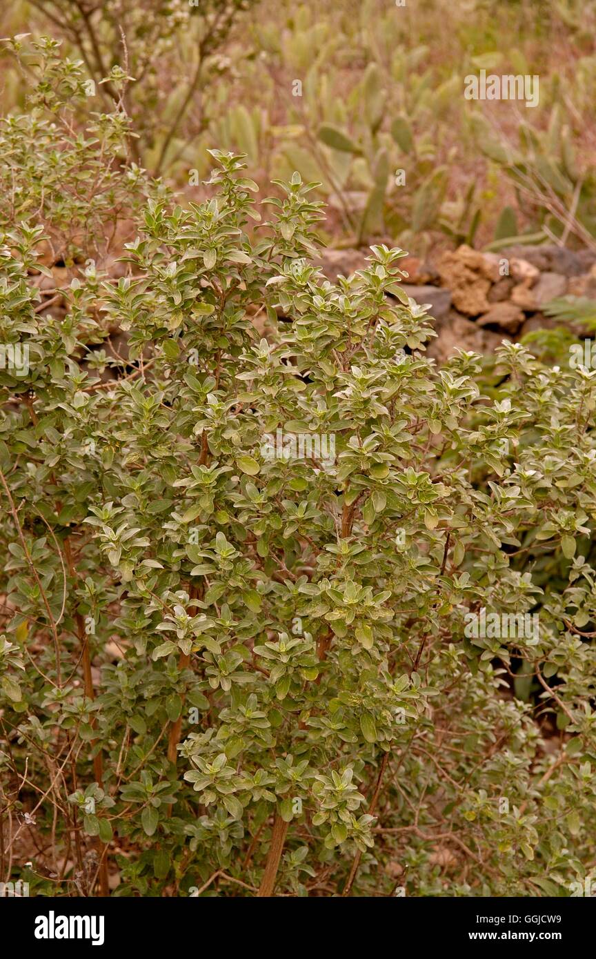 Bystropogon origanifolium   MIW250503 Stock Photo