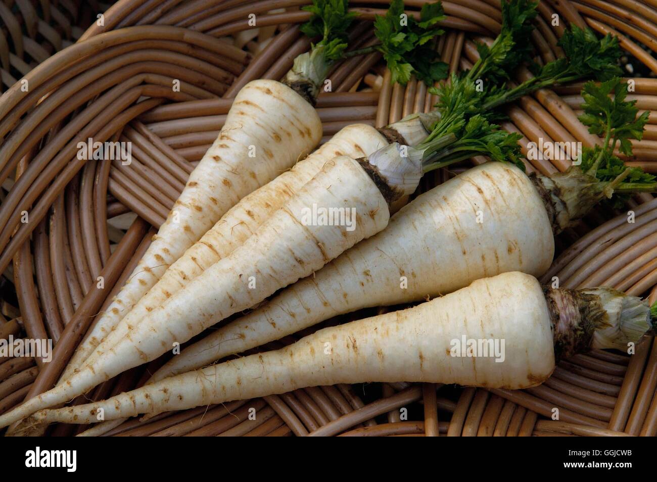 Hamburg Parsley- - (Petroselinium crispum var. tuberosum)   MIW250505  /Photo Stock Photo