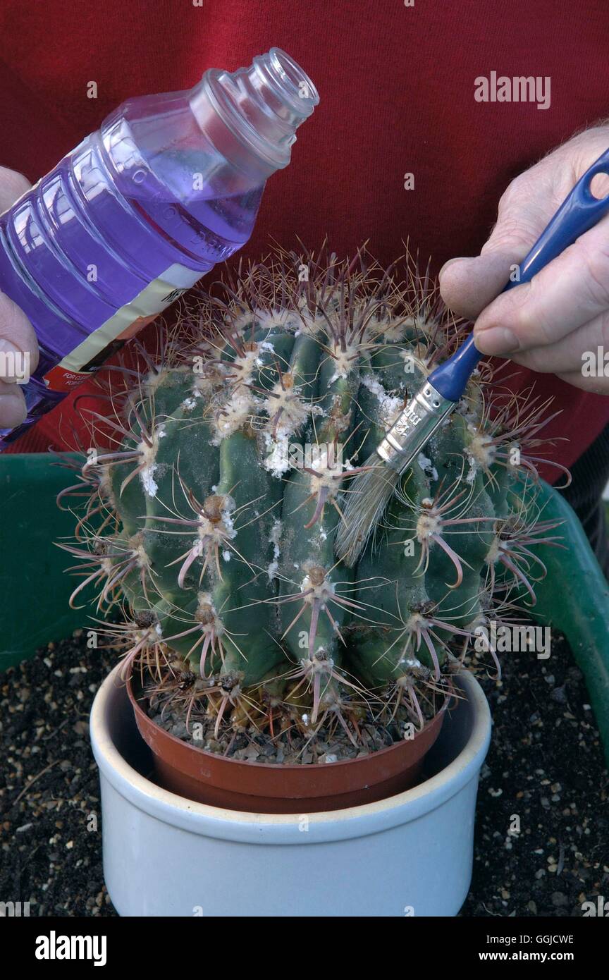 picture of cactus plant Large Faux Cactus Plant
