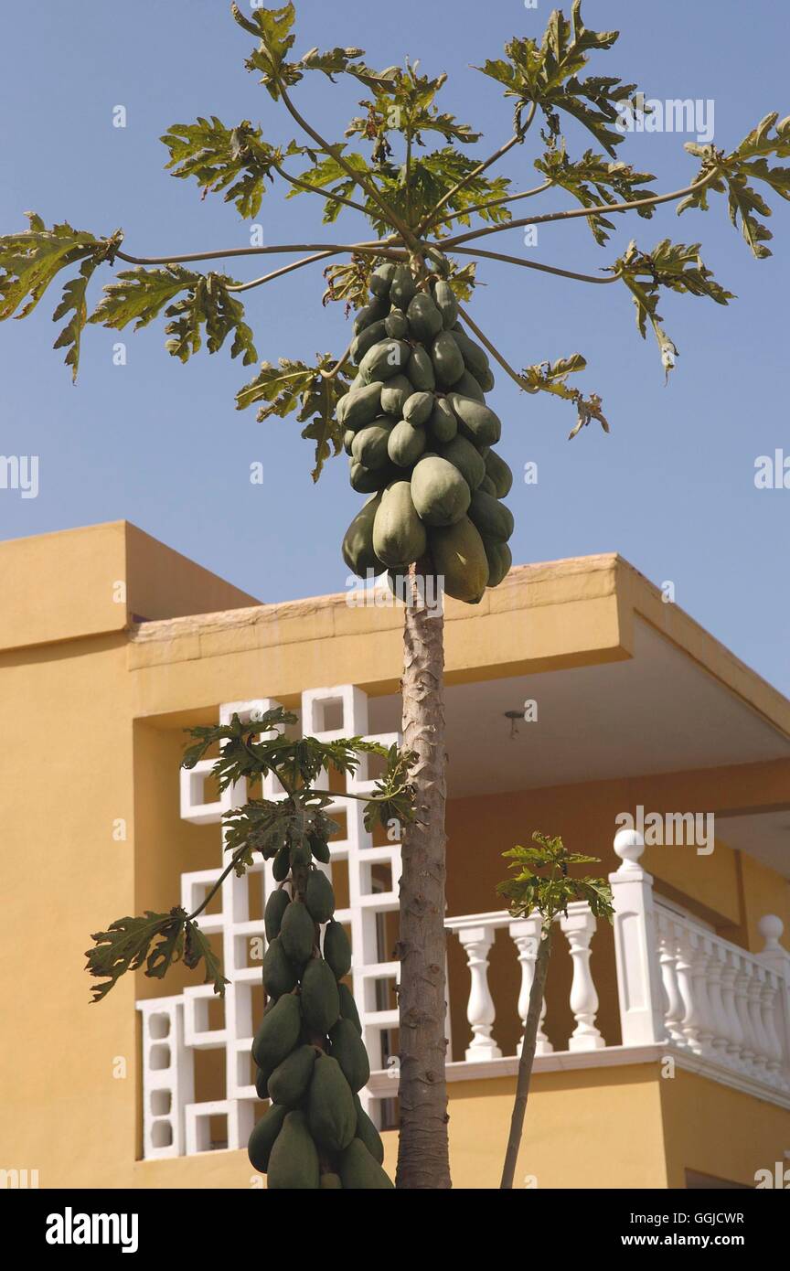 Paw Paw- - (Papaya carica)   MIW250512 Stock Photo