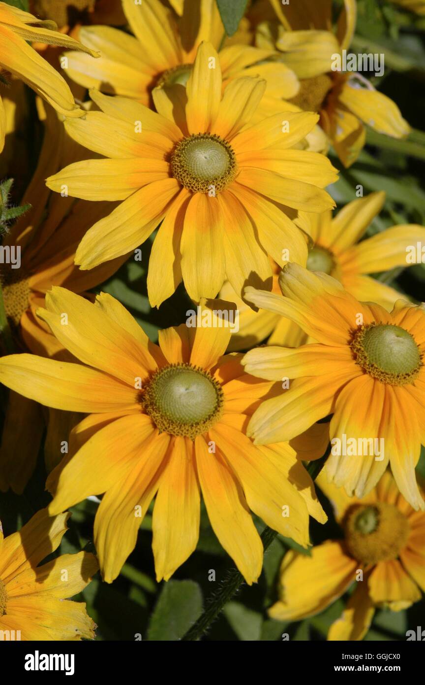 Rudbeckia hirta- 'Prairie Sun'   MIW250517 Stock Photo