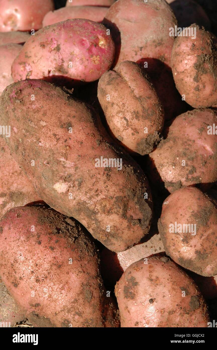 Potato- 'Sarpo Mira'- (Early)   MIW250519 Stock Photo