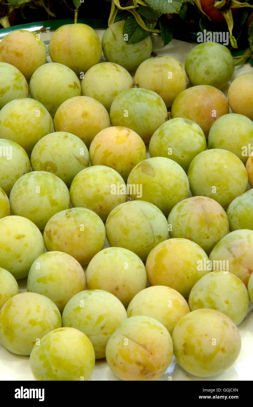 Plum insititia white culinary fruit bullace edible purnus 250533 250533 ...