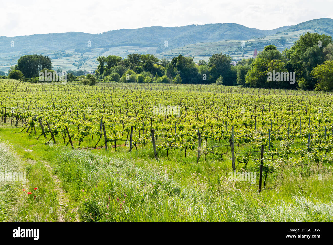 Landscape of Wachau Valley with vineyards in Lower Austria Stock Photo