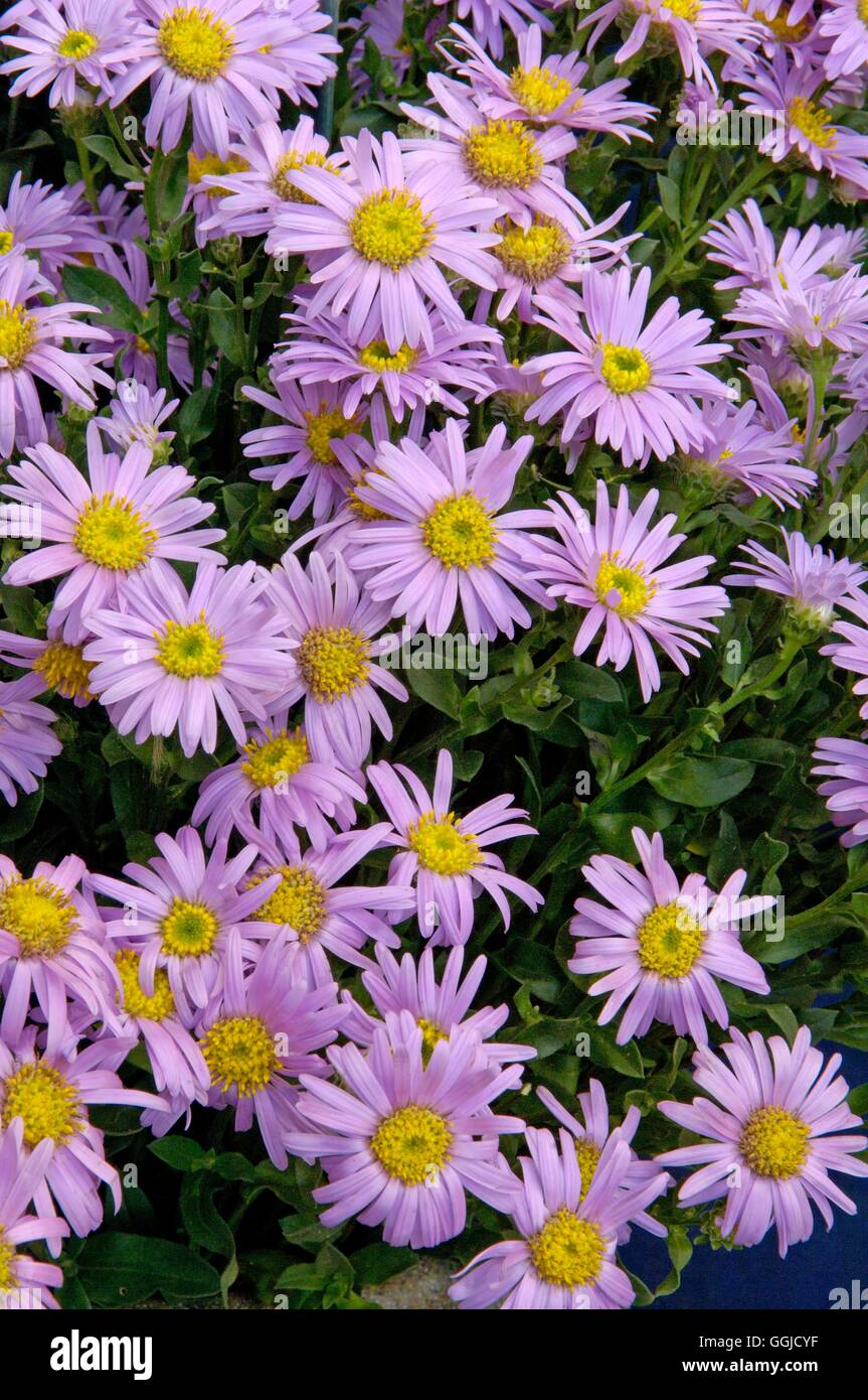 Aster amellus - 'Rosa Erfullung'- - (Syn A.a. 'Pink Zenith')   MIW250549  /Ph Stock Photo