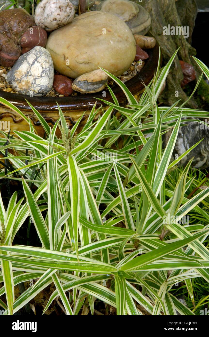 Carex phyllocephala - 'Sparkler'   MIW250555 Stock Photo