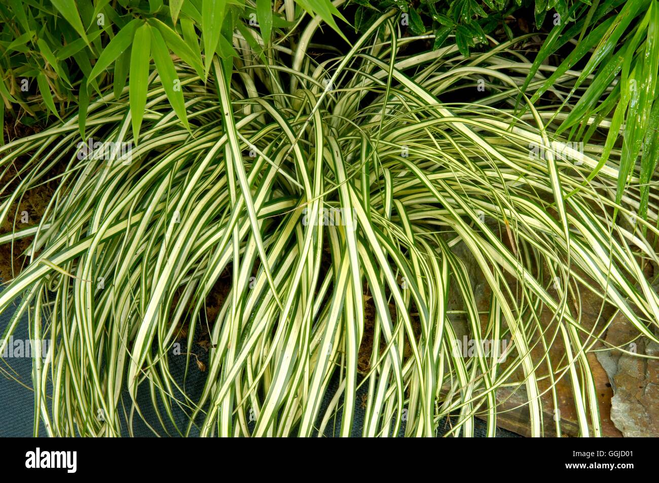 Carex oshimensis- 'Evergold' AGM   MIW250556 Stock Photo