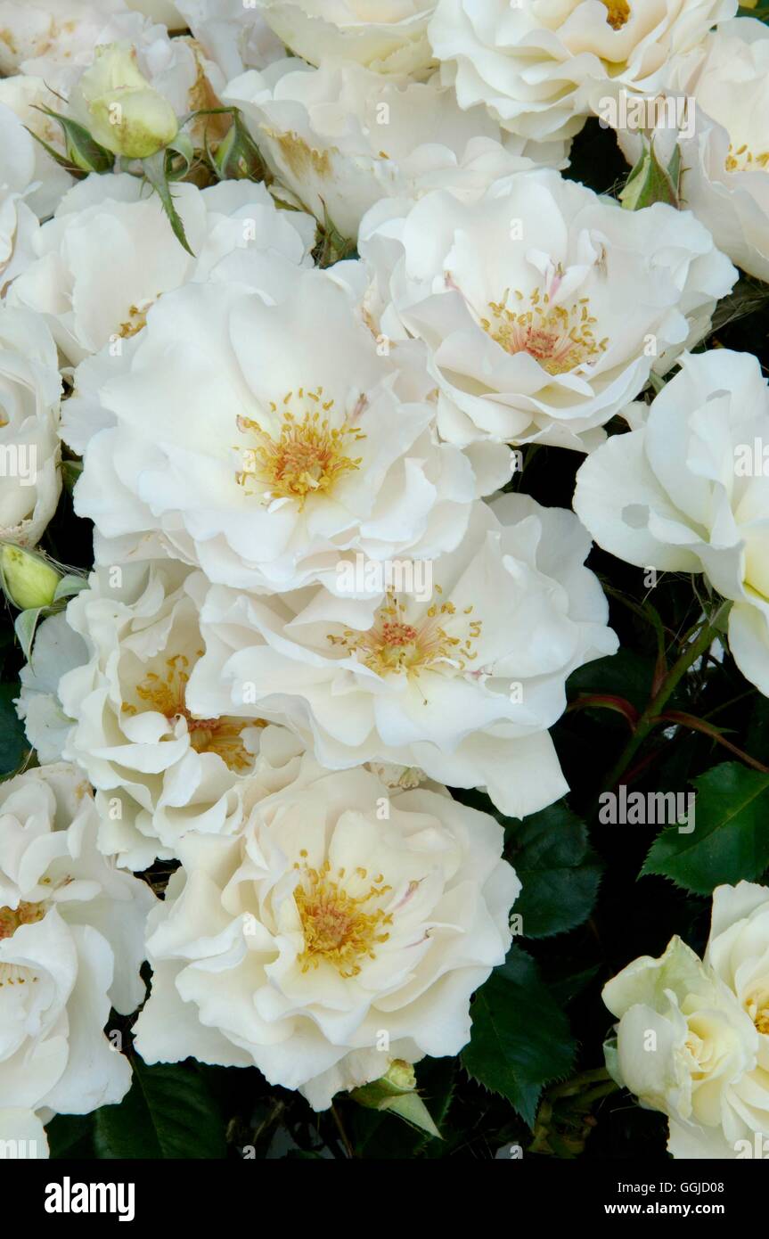 Rosa- 'Margaret Merril' AGM- (Floribunda) MIW250563 Stock Photo - Alamy